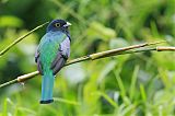 Gartered Trogon